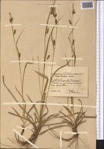 Осока светлая M.Bieb., Средняя Азия и Казахстан, Западный Тянь-Шань и Каратау (M3) (Узбекистан)