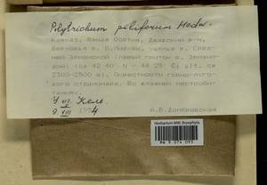 Polytrichum piliferum Hedw., Гербарий мохообразных, Мхи - Закавказье (B13) (Южная Осетия)