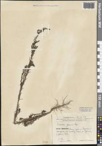 Сведа сизая (Bunge) Bunge, Зарубежная Азия (ASIA) (КНР)