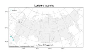 Lonicera japonica, Жимолость японская Thunb., Атлас флоры России (FLORUS) (Россия)