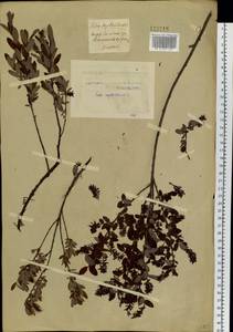 Ива черничная L., Сибирь, Западная Сибирь (S1) (Россия)