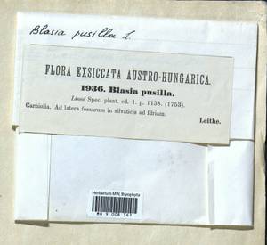 Blasia pusilla L., Гербарий мохообразных, Мхи - Западная Европа (BEu) (Словения)