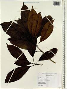 Anacardiaceae, Зарубежная Азия (ASIA) (Вьетнам)
