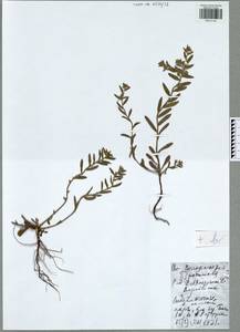 Buglossoides arvensis subsp. arvensis, Восточная Европа, Центральный район (E4) (Россия)