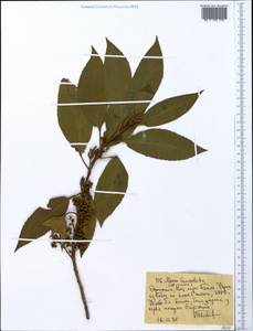 Maesa lanceolata Forssk., Африка (AFR) (Эфиопия)