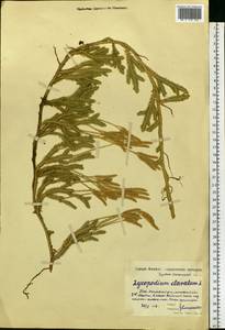 Плаун булавовидный L., Восточная Европа, Московская область и Москва (E4a) (Россия)