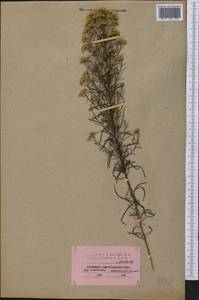 Euthamia caroliniana (L.) Greene ex Porter & Britton, Америка (AMER) (США)