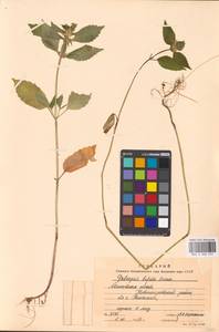 Пикульник двунадрезанный, Жабрей Boenn., Восточная Европа, Московская область и Москва (E4a) (Россия)