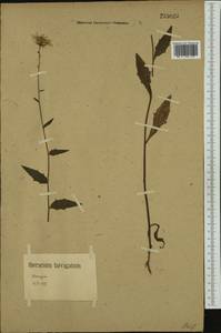 Ястребинка сглаженная Willd., Западная Европа (EUR) (Германия)
