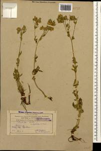 Лапчатка стоповидная Willd., Кавказ, Армения (K5) (Армения)