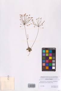 Проломник удлиненный L., Восточная Европа, Московская область и Москва (E4a) (Россия)