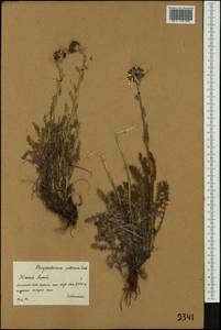 Tanacetum pulchellum Sch. Bip., Сибирь, Алтай и Саяны (S2) (Россия)
