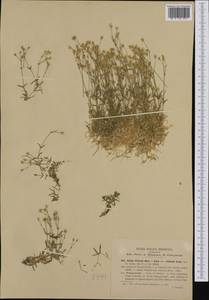 Минуарция Виларса (Balbis) Rchb., Западная Европа (EUR) (Италия)