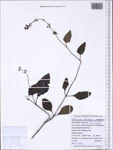 Orthosiphon lanatus Doan ex Suddee & A.J.Paton, Зарубежная Азия (ASIA) (Вьетнам)