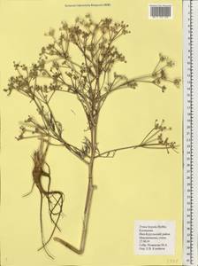 Триния щетинисто-волосистая, Триния щетинистоволосая Hoffm., Восточная Европа, Нижневолжский район (E9) (Россия)