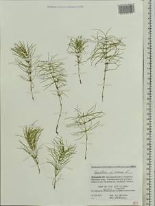 Хвощ полевой L., Восточная Европа, Северный район (E1) (Россия)