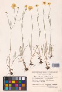 Лютик иллирийский L., Восточная Европа, Нижневолжский район (E9) (Россия)