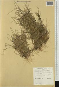 Dactyloctenium radulans (R.Br.) P.Beauv., Австралия и Океания (AUSTR) (Австралия)