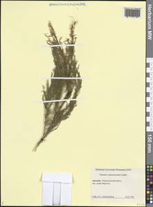 Гребенщик многоветвистый, Гребенщик ветвистый Ledeb., Кавказ, Армения (K5) (Армения)