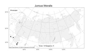 Juncus littoralis, Ситник береговой C. A. Mey., Атлас флоры России (FLORUS) (Россия)