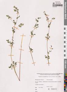 Василисник редкоцветковый Turcz. ex Fisch. & C.A.Mey., Сибирь, Чукотка и Камчатка (S7) (Россия)