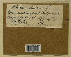 Abietinella abietina (Hedw.) M. Fleisch., Гербарий мохообразных, Мхи - Центральное Нечерноземье (B6) (Россия)