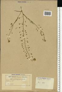 Пастушья сумка обыкновенная (L.) Medik., Восточная Европа, Белоруссия (E3a) (Белоруссия)
