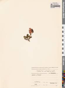 Рододендрон камчатский Pall., Сибирь, Чукотка и Камчатка (S7) (Россия)