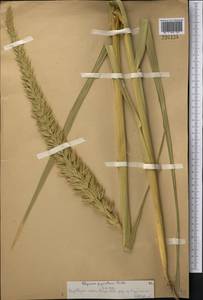 Волоснец кистистый, Колосняк кистистый (Lam.) Tzvelev, Средняя Азия и Казахстан, Сырдарьинские пустыни и Кызылкумы (M7) (Казахстан)