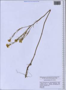 Erysimum quadrangulum Desf., Восточная Европа, Средневолжский район (E8) (Россия)