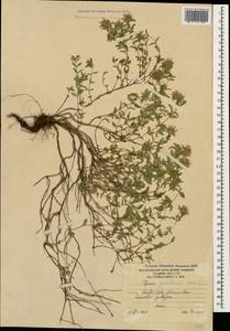 Thymus praecox subsp. grossheimii (Ronniger) Jalas, Кавказ, Южная Осетия (K4b) (Южная Осетия)