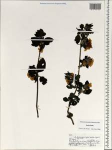 Magnoliopsida, Зарубежная Азия (ASIA) (Индия)