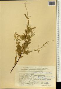 Tamarix chinensis Lour., Зарубежная Азия (ASIA) (КНР)