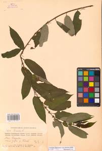 Ива трехтычинковая L., Кавказ, Абхазия (K4a) (Абхазия)