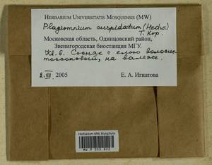 Plagiomnium cuspidatum (Hedw.) T.J. Kop., Гербарий мохообразных, Мхи - Москва и Московская область (B6a) (Россия)
