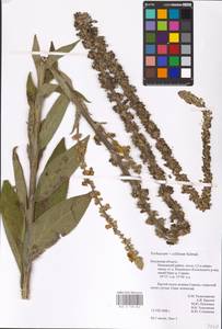 MHA 0 158 842, Verbascum phoeniceum subsp. phoeniceum, Восточная Европа, Центральный район (E4) (Россия)