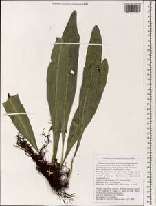 Elaphoglossum, Зарубежная Азия (ASIA) (Вьетнам)