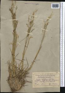 Пиптатерум бухарниковый (M.Bieb.) Roem. & Schult., Средняя Азия и Казахстан, Западный Тянь-Шань и Каратау (M3) (Казахстан)