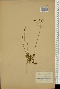 Crepis sancta subsp. sancta, Кавказ, Азербайджан (K6) (Азербайджан)