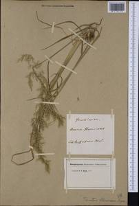 Трищетинник желтоватый (L.) P.Beauv., Западная Европа (EUR)