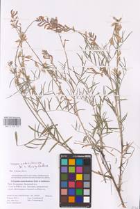 Astragalus astrachanicus × brachyolobus, Восточная Европа, Нижневолжский район (E9) (Россия)