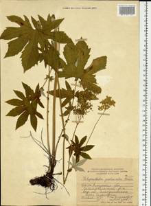 Filipendula digitata (Willd.) Bergmans, Сибирь, Дальний Восток (S6) (Россия)