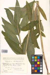 Гулявник прямой L., Восточная Европа, Московская область и Москва (E4a) (Россия)