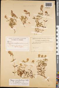 Thymus marschallianus × serpyllum, Восточная Европа, Центральный район (E4) (Россия)
