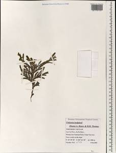 Fokienia hodginsii (Dunn) A. Henry & H. H. Thomas, Зарубежная Азия (ASIA) (Вьетнам)