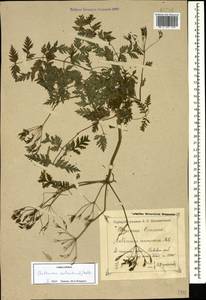 Anthriscus sylvestris subsp. sylvestris, Кавказ, Краснодарский край и Адыгея (K1a) (Россия)