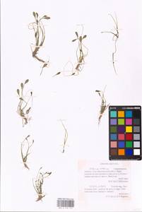 MHA 0 159 729, Лужница водяная L., Восточная Европа, Центральный район (E4) (Россия)