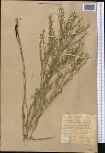 Большеголовник ползучий (L.) Hidalgo, Средняя Азия и Казахстан, Западный Тянь-Шань и Каратау (M3) (Казахстан)