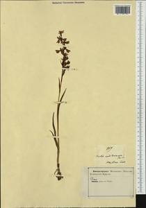 Dactylorhiza romana subsp. guimaraesii (E.G.Camus) H.A.Pedersen, Западная Европа (EUR) (Италия)