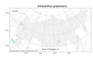 Amaranthus graecizans, Щирица маскированная L., Атлас флоры России (FLORUS) (Россия)